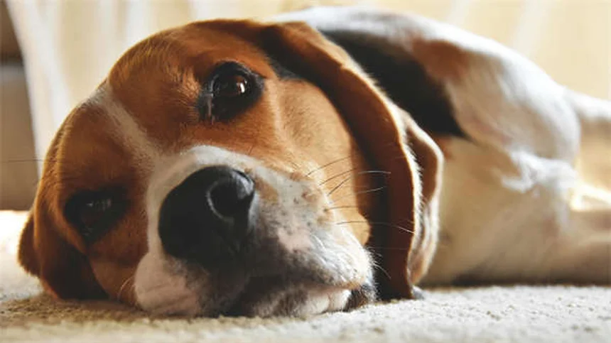 Haustier-Angst beim Tierarzt: 5 bewährte Tipps für entspannte Besuche