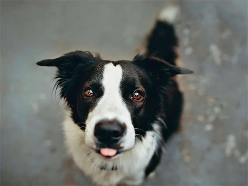 Oxazepam für Hunde: Wann hilft das Beruhigungsmittel wirklich?