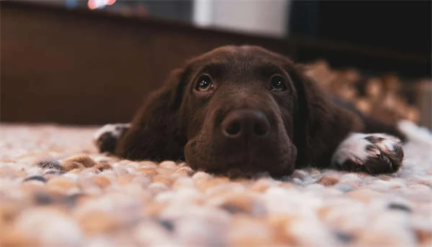 Hund frisst nicht? 5 Gründe & Soforthilfe-Tipps