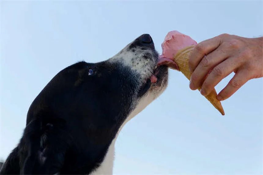 Hund frisst nicht? 5 Gründe & Soforthilfe-Tipps