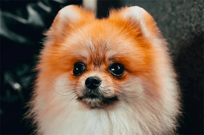Hund frisst nicht? 5 Gründe & Soforthilfe-Tipps