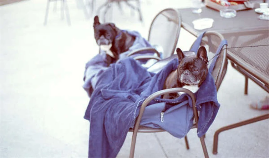 Erfrierungen bei Katzen: Symptome, Erste Hilfe & Schutz-Tipps